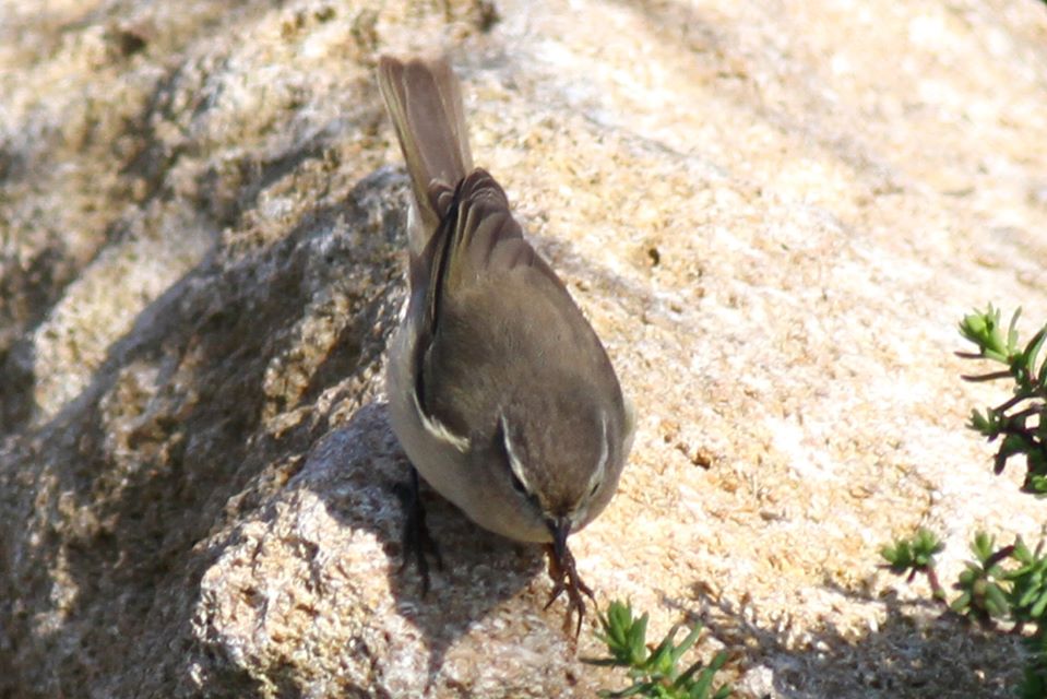 Siberian Chiffchaff / Pouillot de Sibérie, Dayet Dar Bouazza, Morocco, 8 Dec. 2019 (Benoît Maire).