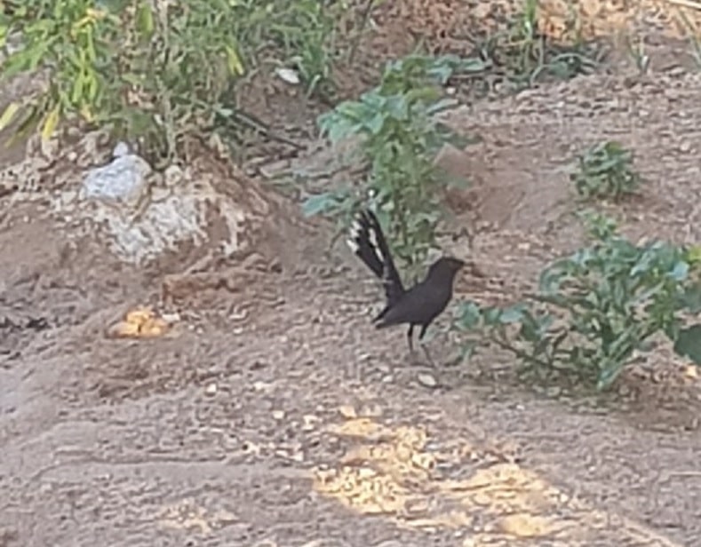 Black Scrub Robin / Agrobate podobé (Cercotrichas podobe), Tamanrasset region, southern Algeria, 3 May 2019 (Soufyane Bekkouche).