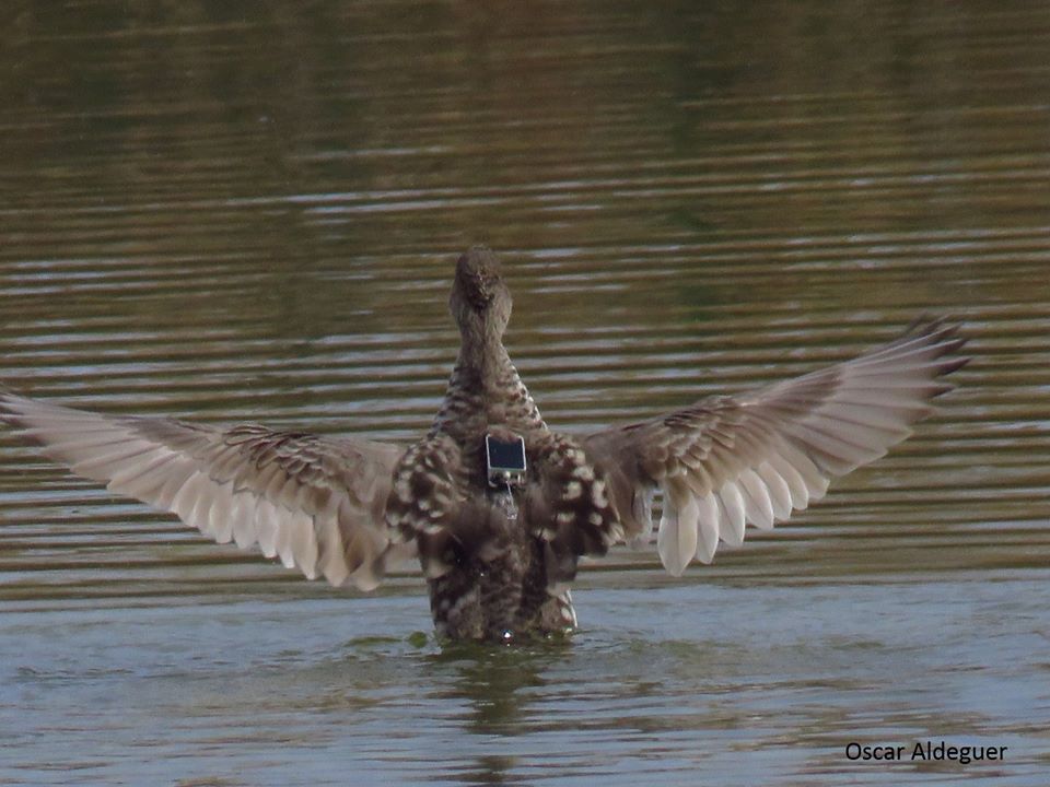 Marbled Duck (Marmaronetta angustirostris) fitted with a satellite transmitter at El Hondo, south-east Spain (Oscar Aldeguer).