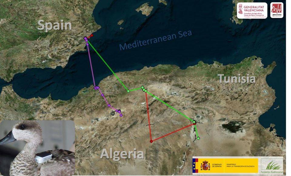 Three Marbled Ducks satellite-tracked from El Hondo, south-east Spain, are in central Algeria. These are the only surviving birds out of a total of 27 Marbled Ducks.