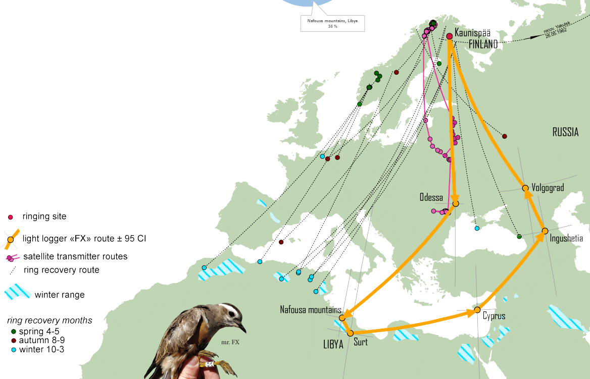 Migratory connectivity of Eurasian Dotterels breeding in alpine Fennoscandia. The bird with geolocator in orange. All but two ring recoveries in winter are from North Africa: Morocco (1), Algeria (6) and Tunisia (1).