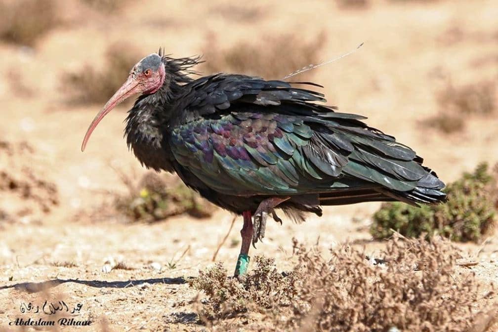 Northern Bald Ibis (Geronticus eremita) named ‘Aylal’, Souss Massa National Park, October 2019 (Abdeslam Rihane)
