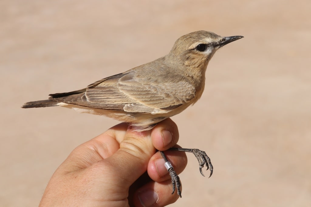 Isabelline Wheatear / Traquet isabelle (Oenanthe isabellina), Merzouga, Morocco, 5 March 2020 (Marc Illa)