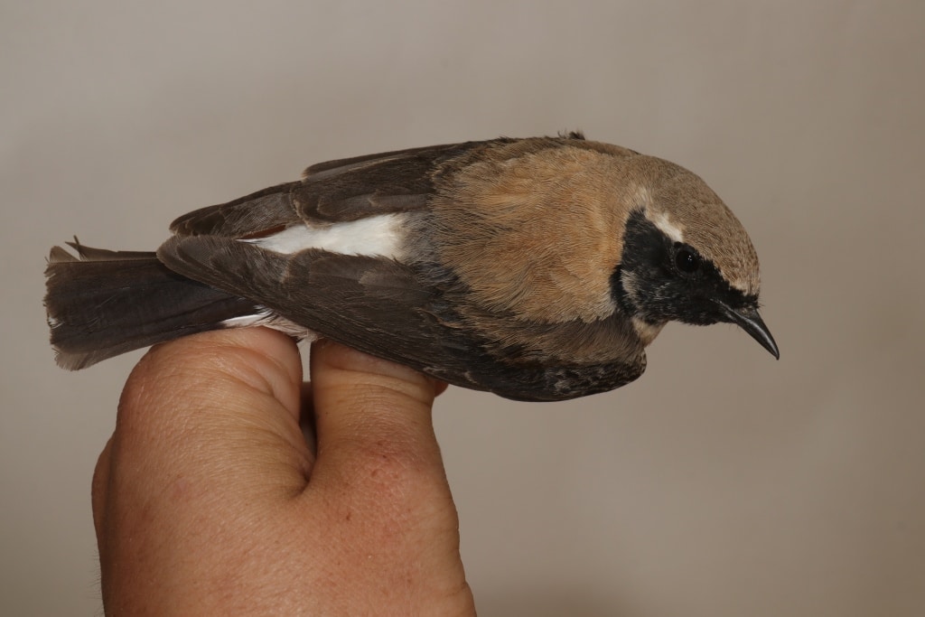 Eastern Black-eared Wheatear (Oenanthe melanoleuca) captured and ringed at Merzouga, south-east Morocco, 8 March 2020 (Marc Illa).