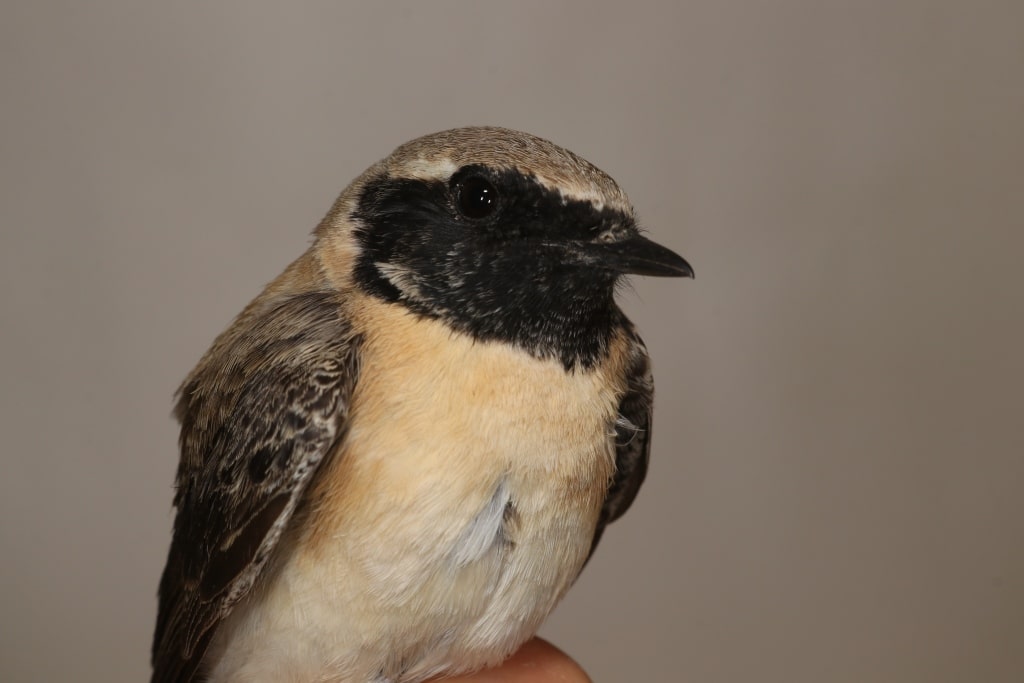 Eastern Black-eared Wheatear (Oenanthe melanoleuca) captured and ringed at Merzouga, south-east Morocco, 8 March 2020 (Marc Illa).