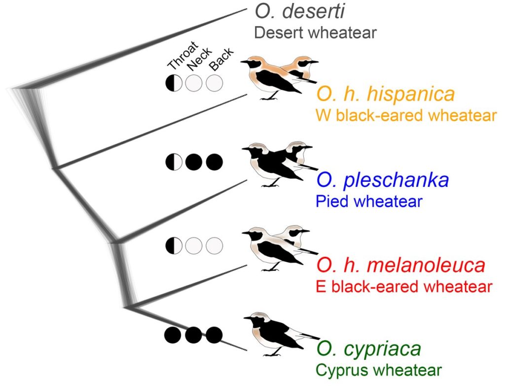 Species tree and phylogenetic distribution of colour phenotypes (Schweizer et al. 2019).