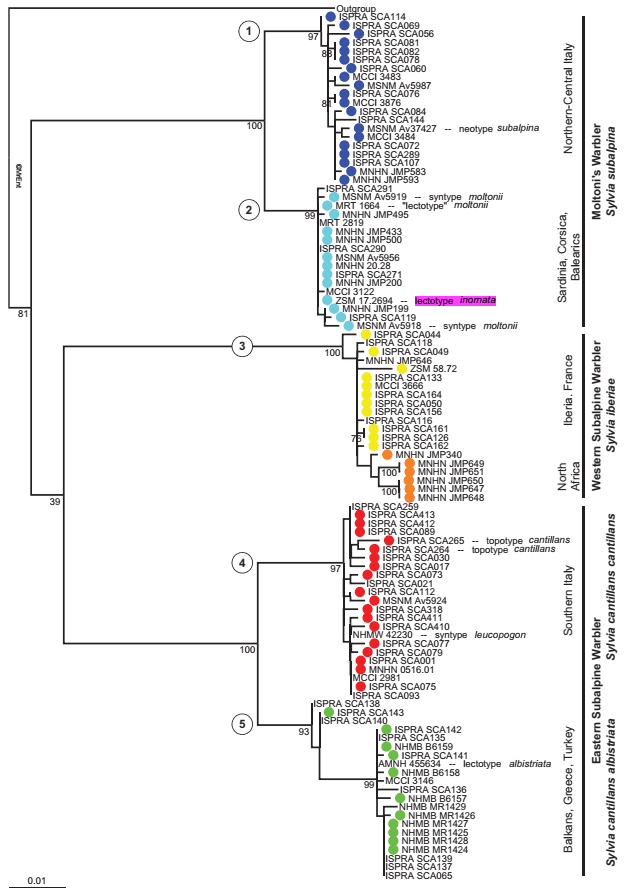 Phylogenetic tree of the ‘Subalpine Warbler’ species complex