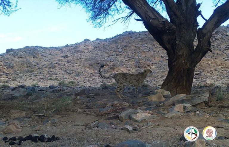 saharan-cheetah-filmed-at-ahaggar-southern-algeria-maghrebornitho