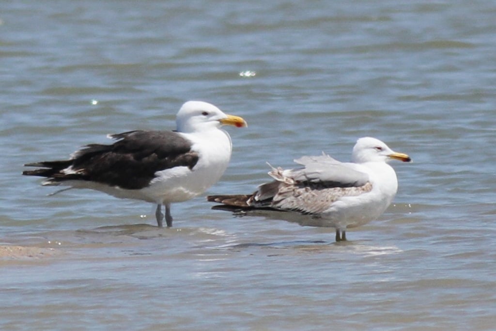 Kelp Gull x Great Black-backed Gull hybrid with the smaller Yellow-legged Gull to the right, Oualidia saltpans, Morocco