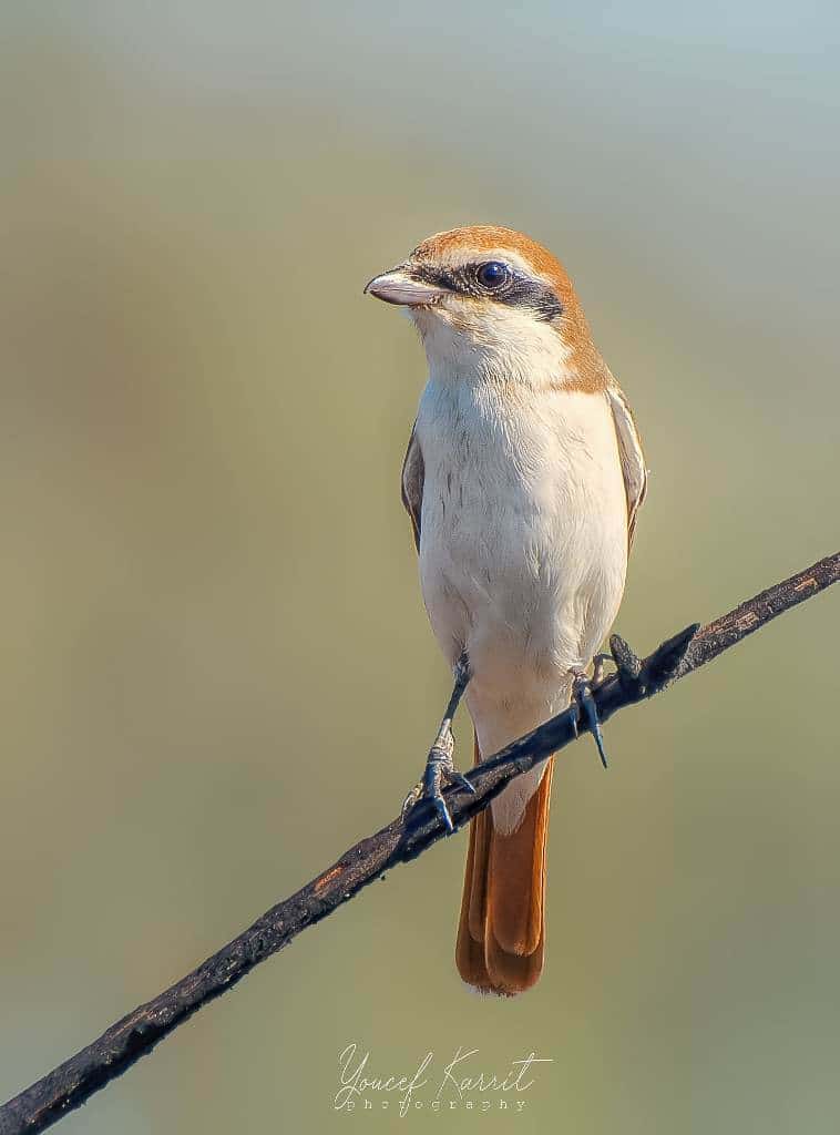 Red-tailed Shrike / Pie-grièche du Turkestan (Lanius phoenicuroides), Skikda, northern Algeria, 9 Oct. 2020 (Youcef Karrit)