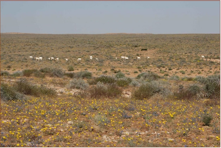 Typical vegetation of Sidi Toui National Park with herd of scimitar-horned oryx grazing.  