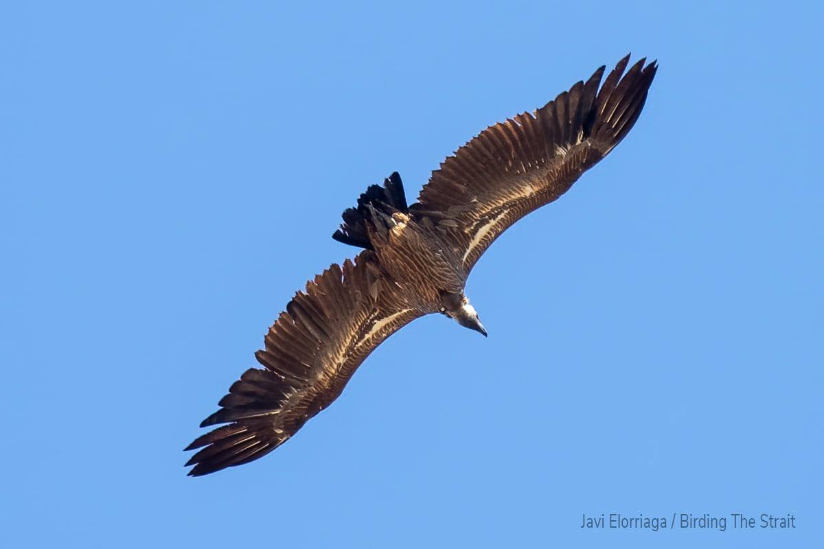 African White-backed Vulture (Gyps africanus), Tarifa, southern Spain, 8 Oct. 2021 (Javier Elorriaga / Birding The Strait)