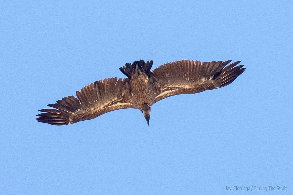 African White-backed Vulture (Gyps africanus), Tarifa, southern Spain, 8 Oct. 2021 (Javier Elorriaga / Birding The Strait)