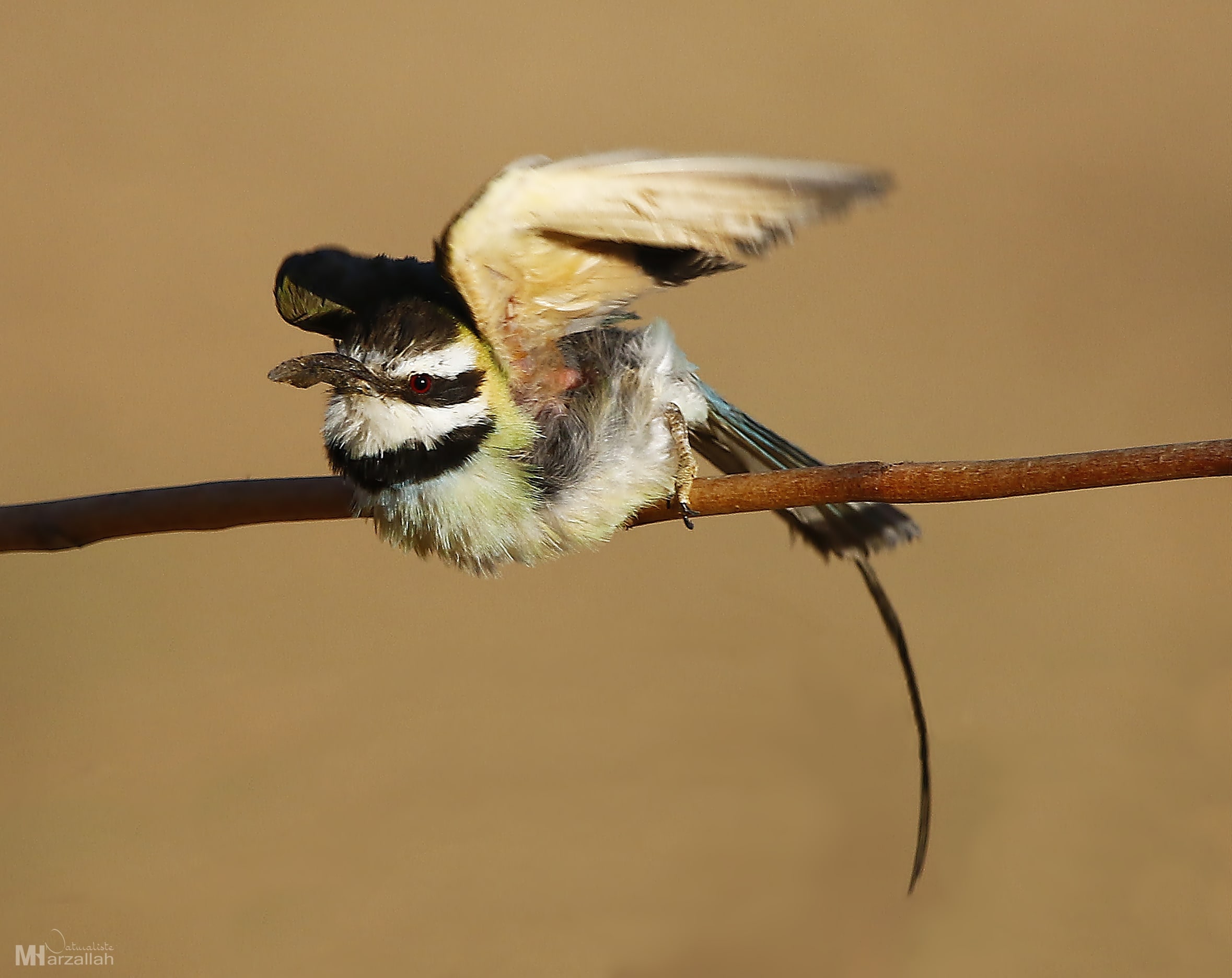 White-throated Bee-eater / Guêpier à gorge blanche (Merops albicollis)