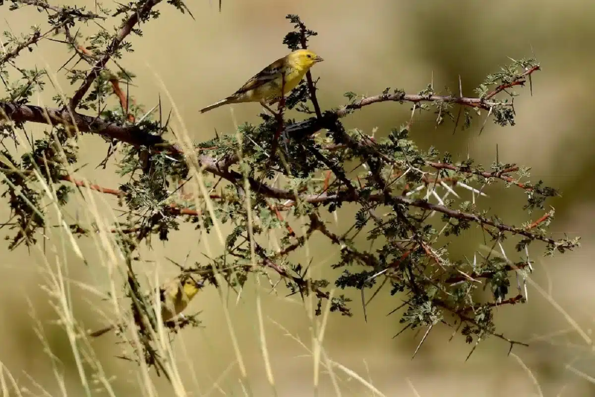 Sudan Golden Sparrows / Moineau doré (Passer luteus), Aousserd, Western Sahara, southern Morocco, 10 March 2023 (Zoltan Bajor).