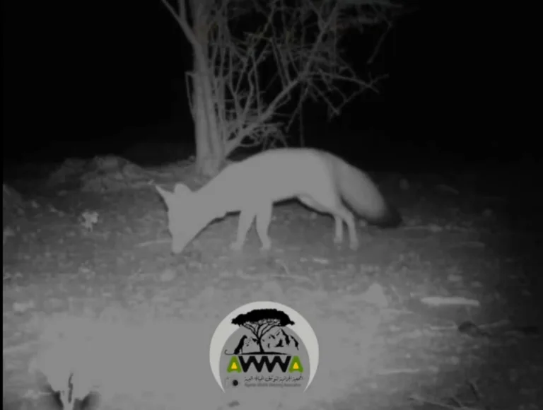 Pale Fox (Vulpes pallida) recorded by camera trap in southern Algeria (Algerian Wildlife Watchers Association)