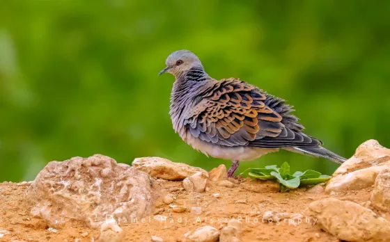 European Turtle Dove / Tourterelle des bois (Streptopelia turtur), southern Algeria, June 2019 (Djamel Hadj Aissa).