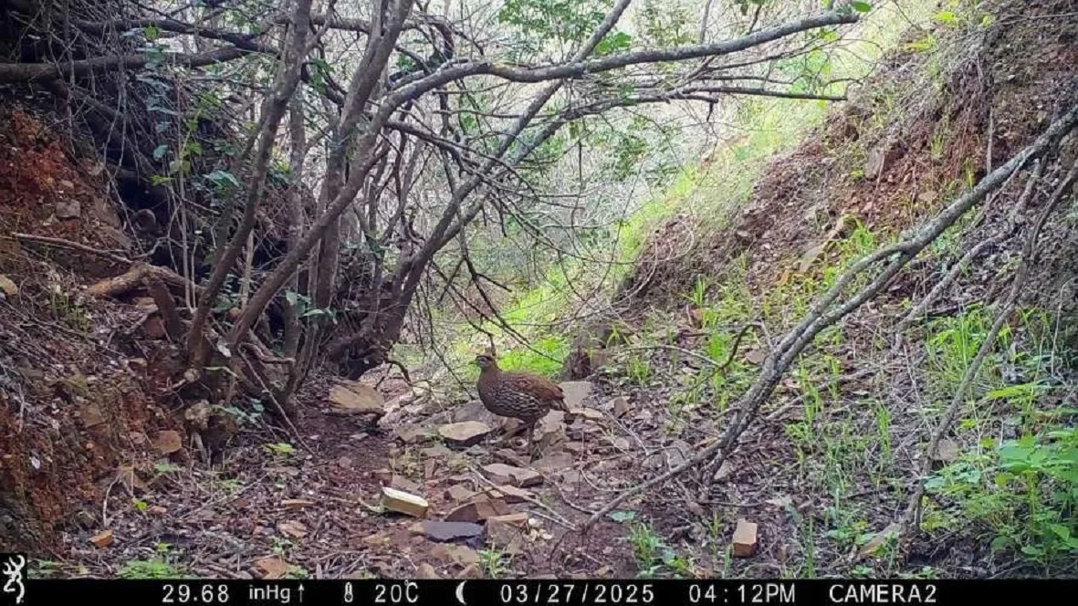 Double-spurred Spurfowl camera-trapped at Oued Korifla, North-west Morocco (H. Iallaten et al)
