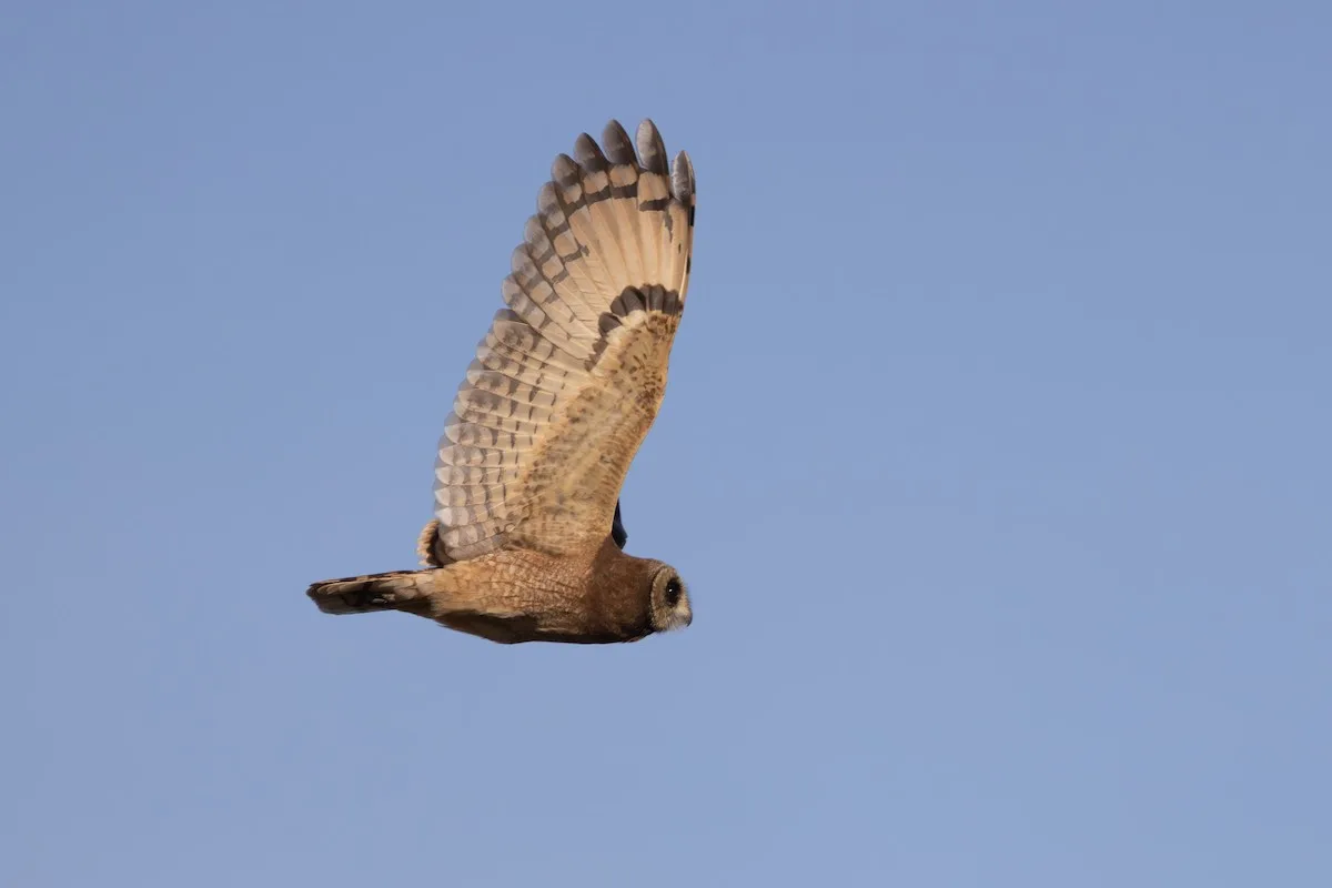 Moroccan Marsh Owl (Asio capensis tingitanus), Merja Zerga (Max Baumgarten).