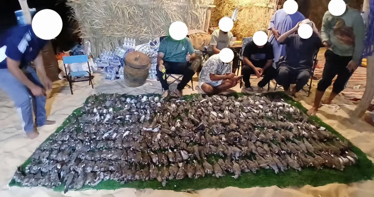 More than 518 European Turtle Doves hunted in a single day at Tazirbu, southeastern Libya (Photo via Al-Barari Organisation).