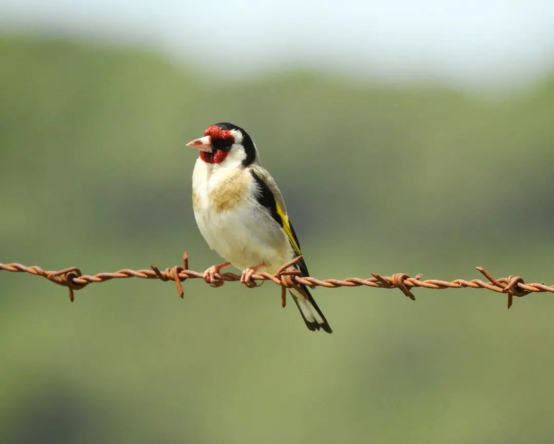Chardonneret élégant - European Goldfinch - Jilguero europeo - 𝘊𝘢𝘳𝘥𝘶𝘦𝘭𝘪𝘴 𝘤𝘢𝘳𝘥𝘶𝘦𝘭𝘪s - طائر الحسون (Javier Román García)