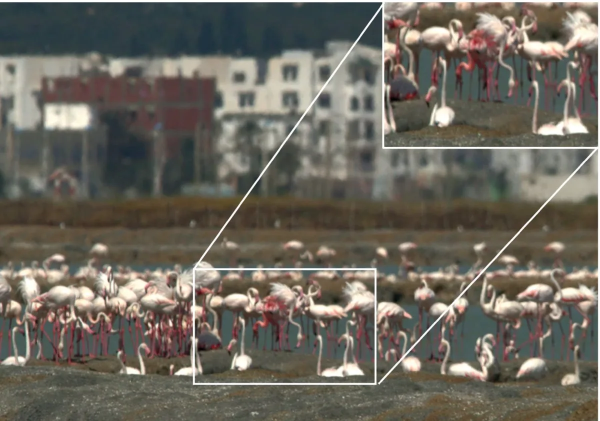 Pair of Lesser Flamingos (Phoeniconaias minor) in a colony of Greater Flamingos (Phoenicopterus roseus), Monastir saltpans, Tunisia, 24 June 2025 (Habib Dlensi)