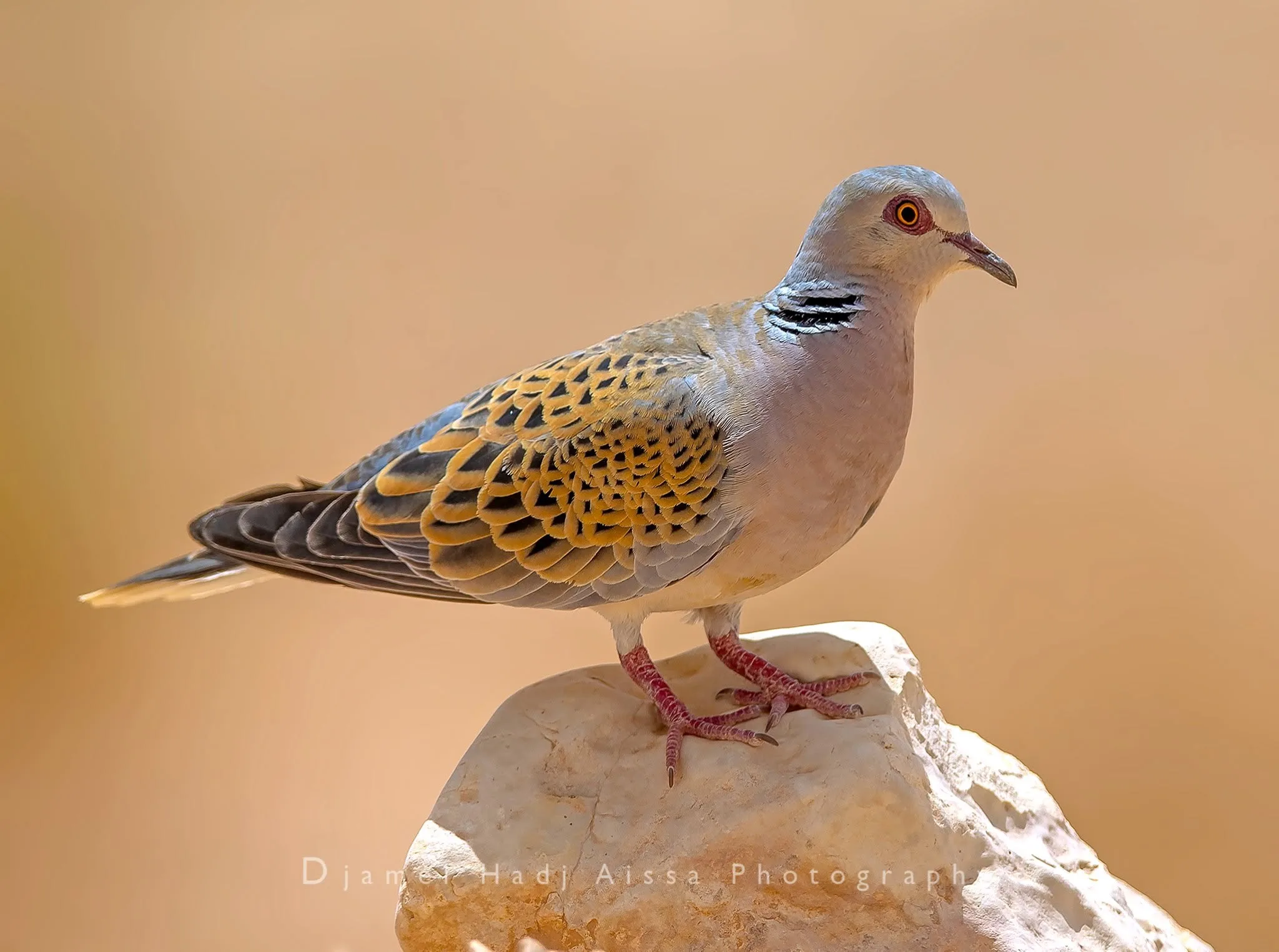 European Turtle Dove/Tourterelle des bois (Streptopelia turtur), Ghardaia, Algeria (Djamel HADJ AISSA).