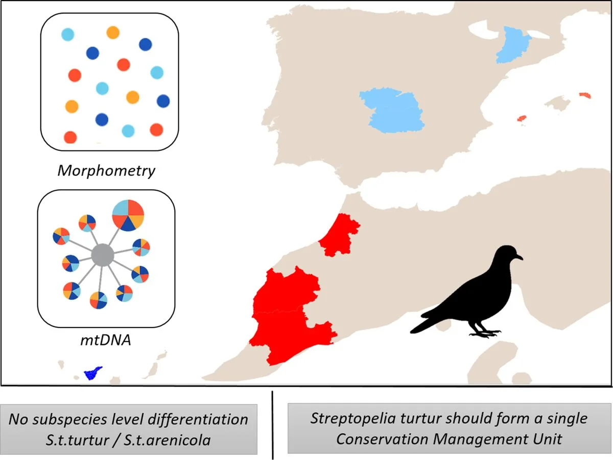 No subspecies-level differentiation between Spanish and Morocco Turtle Dove populations.