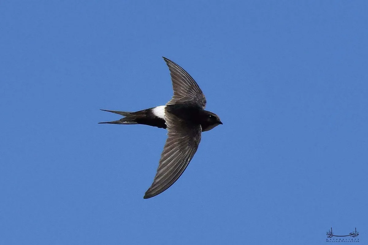 White-rumped Swift (Apus caffer), north-eastern Algeria, August 2026 (Mourad Harzallah)