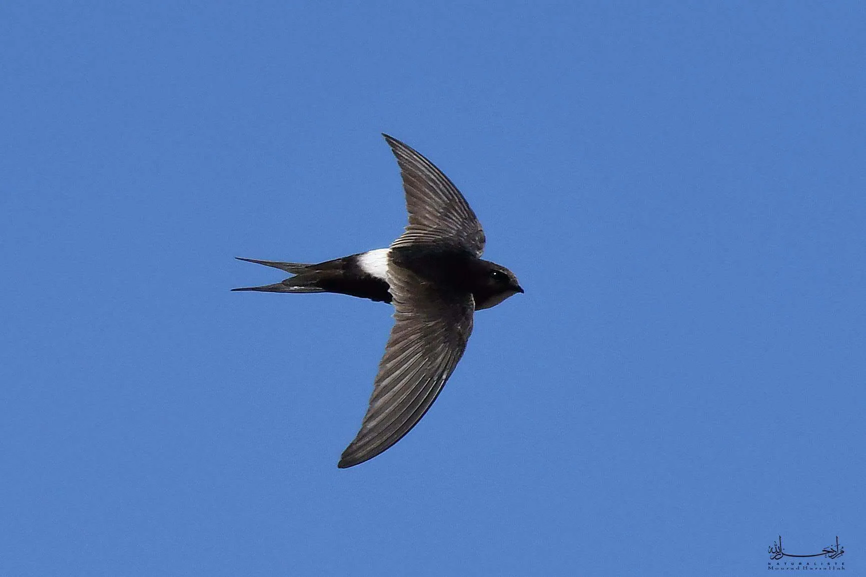 White-rumped Swift (Apus caffer), north-eastern Algeria, August 2026 (Mourad Harzallah)